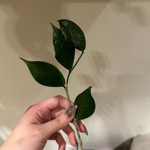 polyneura cutting RESERVED